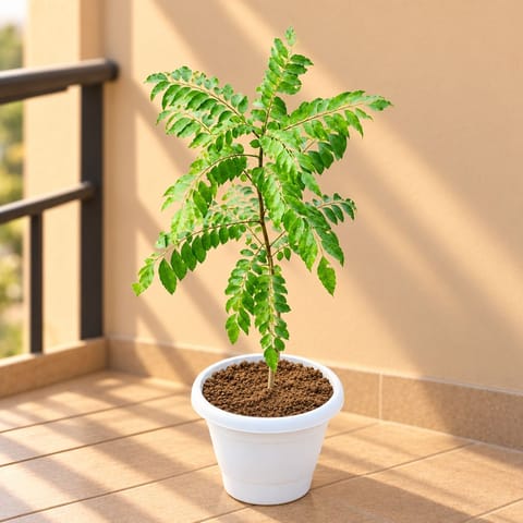 Curry Patta (~ 2 Ft) in 8 Inch White Classy Plastic Pot