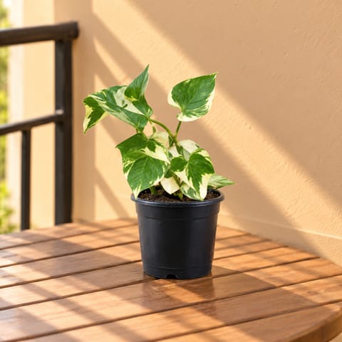 English Ivy in 6 Inch Nursery Pot