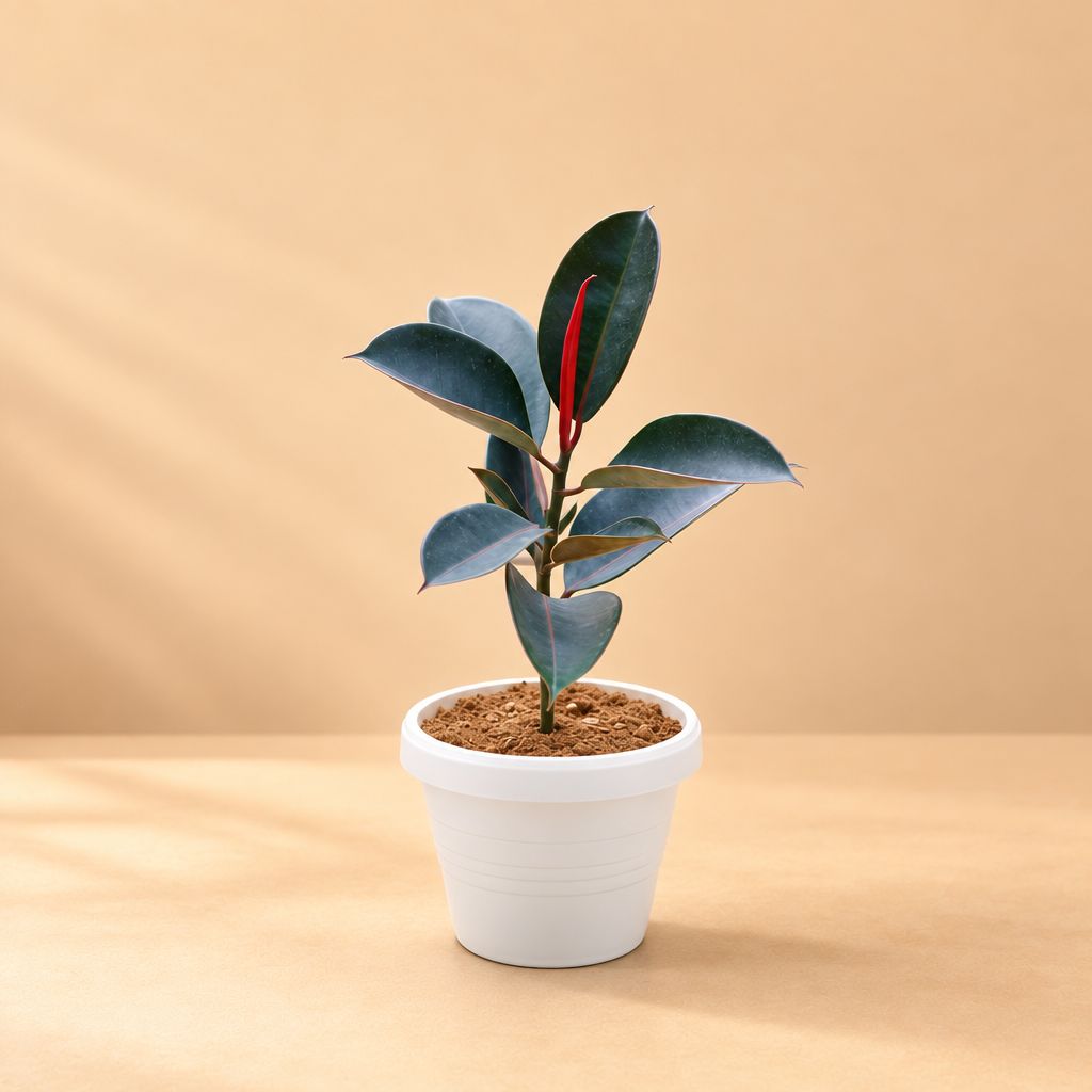 Rubber Black (~ 1.5 Ft) in 8 Inch White Classy Plastic Pot