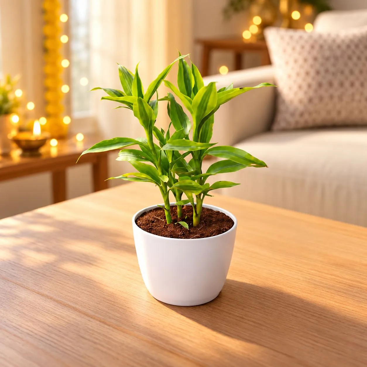 Lucky Bamboo in 4 Inch White Premium Orchid Round Plastic Pot