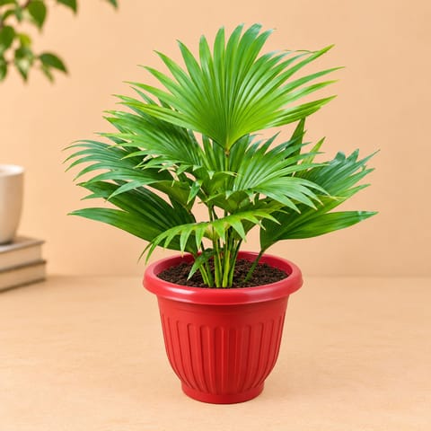 Air Purifier - China Palm / Fan Palm in 8 Inch Terracotta Red Olive Plastic Pot - Absorbs Pollution