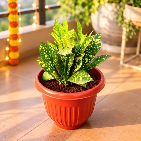 Baby Croton in 8 Inch Terracotta Red Olive Plastic Pot