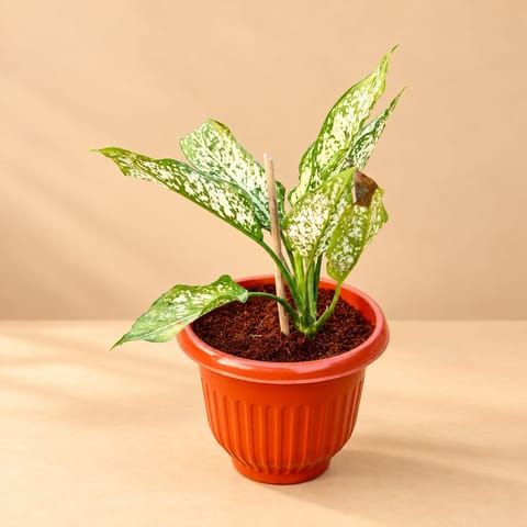 Aglaonema Snow White in 8 Inch Terracotta Red Olive Plastic Pot