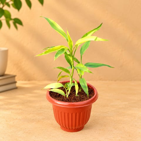 Golden Lucky Bamboo in 8 Inch Terracotta Red Olive Plastic Pot