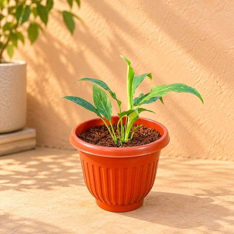 Peace Lily in 8 Inch Terracotta Red Olive Plastic Pot