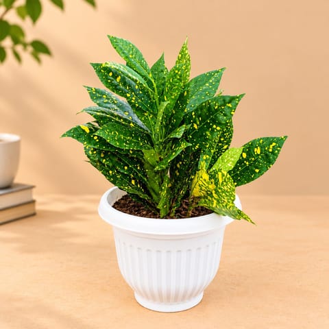 Baby Croton in 8 inch White Olive Plastic Pot