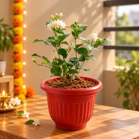 Mogra / Jasmine Pune in 8 Inch Red Olive Plastic Pot