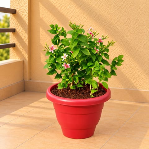 Madhu Malti Dwarf / Rangoon Creeper Pink Pune in 8 Inch Terracotta Red Classy Plastic Pot