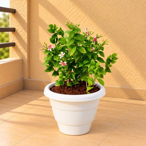 Madhu Malti Dwarf / Rangoon Creeper Pink Pune in 8 Inch Classy White Classy Plastic Pot