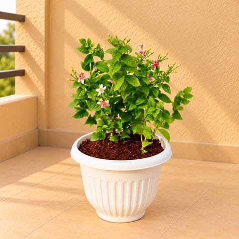 Madhu Malti Dwarf / Rangoon Creeper Pink Pune in 8 Inch White Olive Plastic Pot