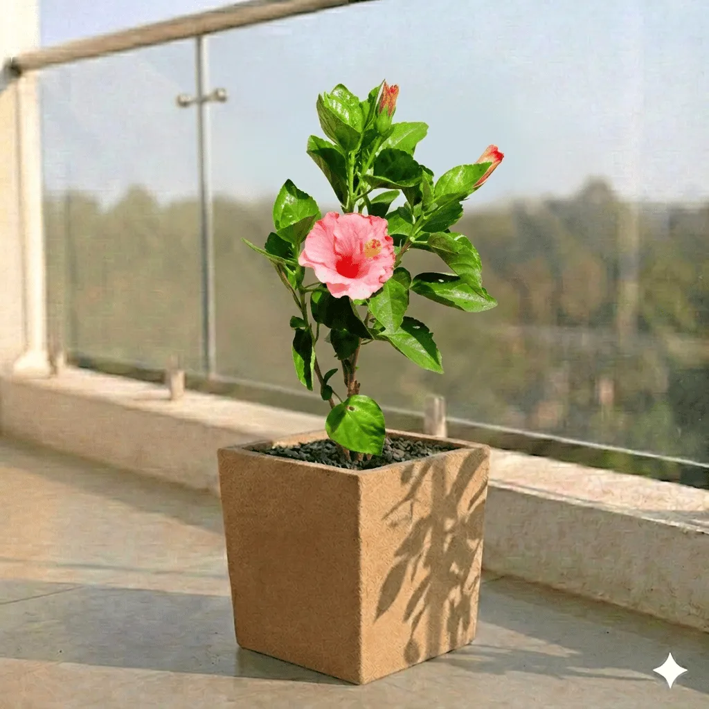 Hibiscus Pink in 8 X 8 Inch Sandstone Premium Kyvos Fiberglass Planter