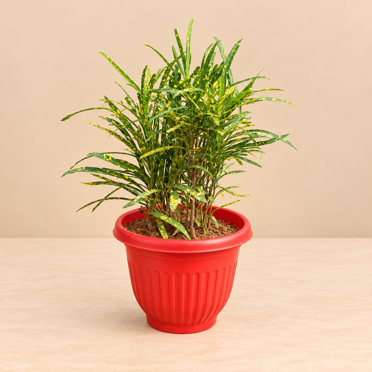 Chironji Croton in 8 Inch Terracotta Red Olive Plastic Pot