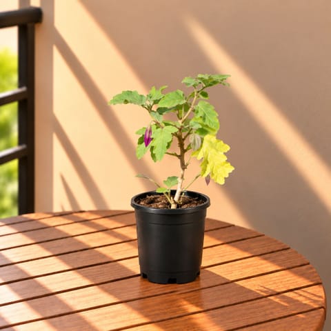 Brinjal / Baigan in 6 Inch Nursery Pot