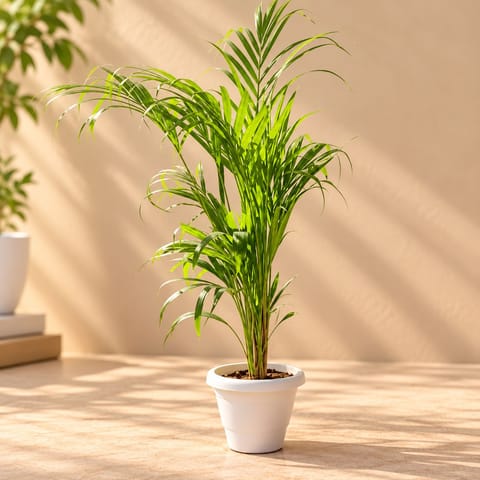 Areca Palm (~ 3 ft) in 8 Inch Classy White Plastic Pot