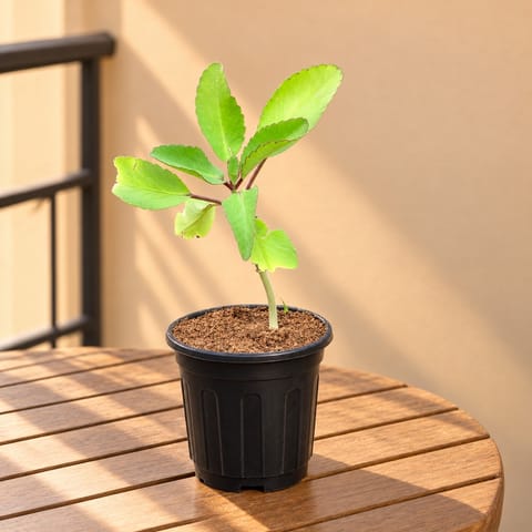 Patharchatta Medicinal Plant in 6 Inch Nursery Pot