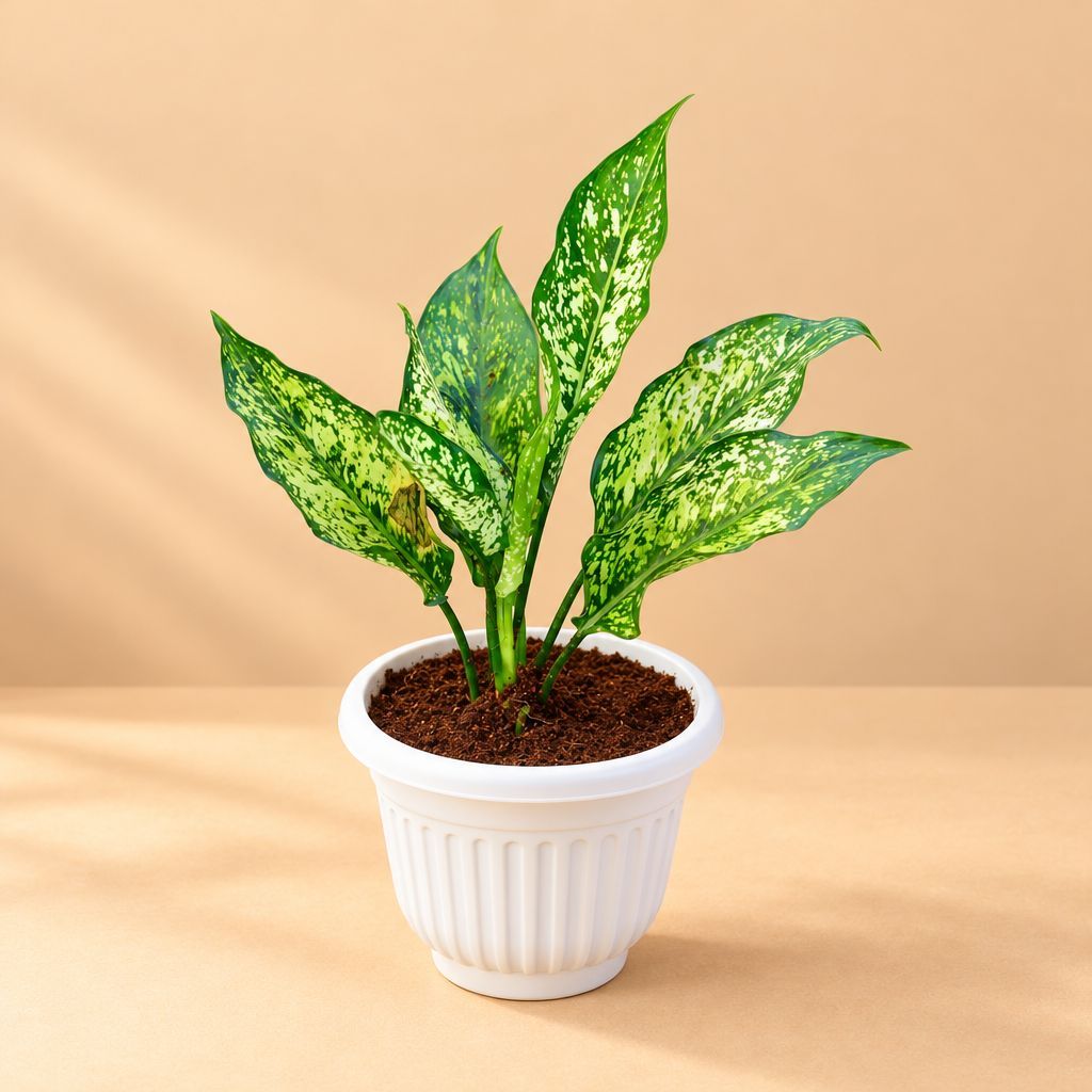 Aglaonema Snow White in 8 Inch White Olive Plastic Pot