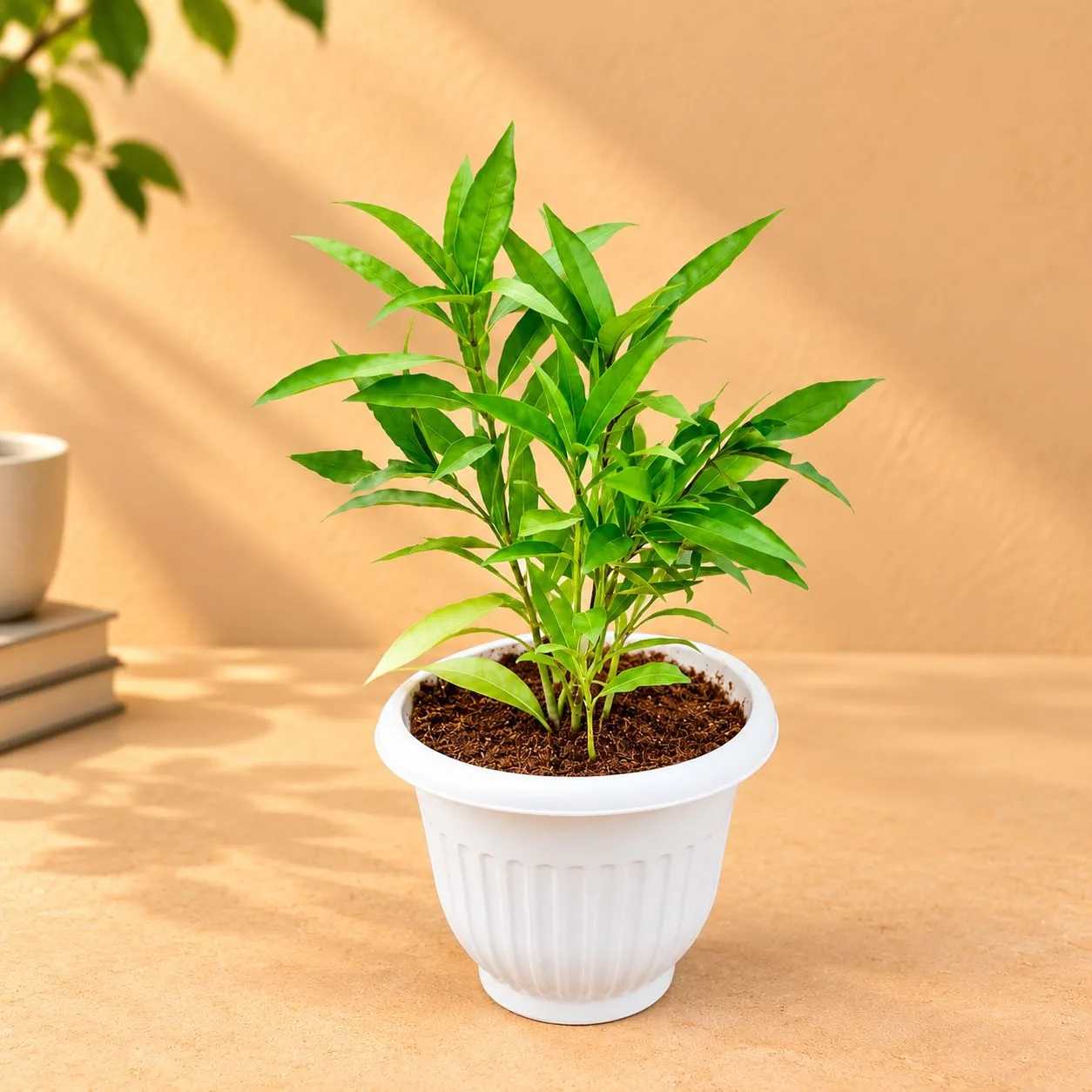 Sukh Shanti in 8 Inch White Olive Plastic Pot