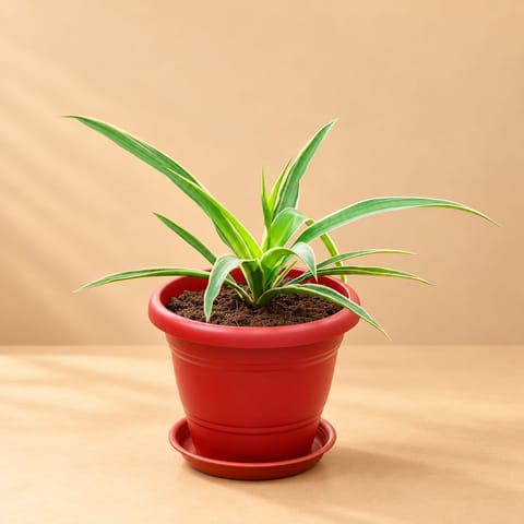 Spider Green in 8 Inch Terracotta Red Classy Plastic Pot