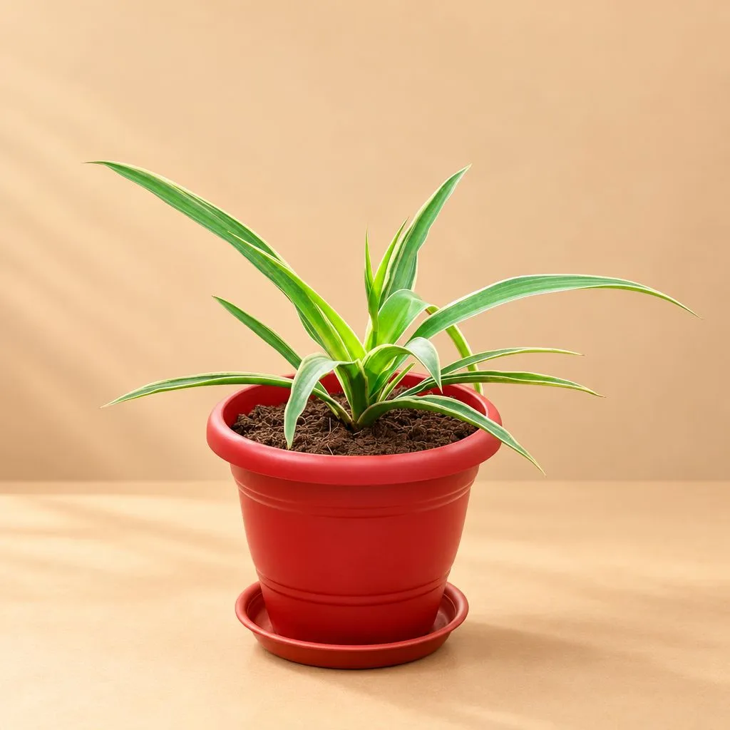 Spider Green in 8 Inch Terracotta Red Classy Plastic Pot
