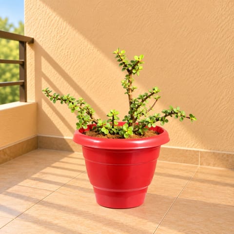 Jade Plant in 8 Inch Terracotta Red Classy Plastic Pot