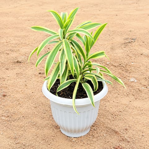 Song Of India in 8 Inch White Olive Plastic Pot
