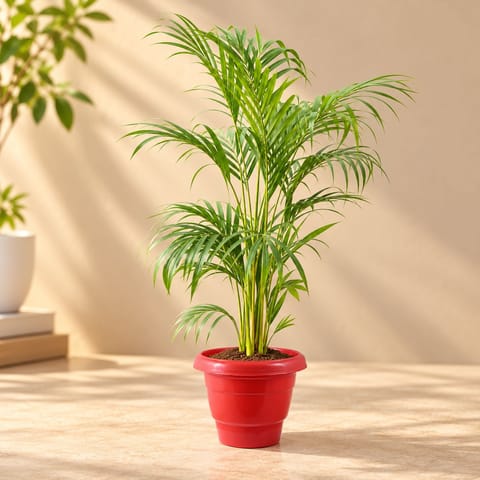 Areca Palm (~ 3.5 Ft) in 8 inch Terracotta Red Classy Plastic Pot