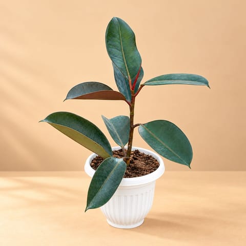 Rubber Black (~ 1.5 Ft) in 8 Inch White Olive Plastic Pot