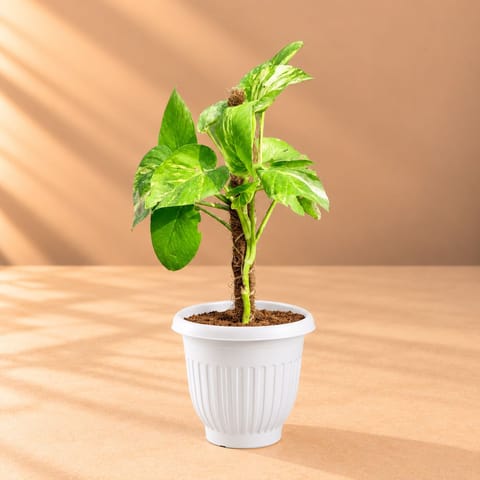 Money Plant Green With Moss Stick (~ 1 Ft) in 8 Inch White Olive Plastic Pot
