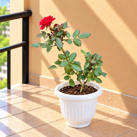 Rose / Gulab Red in 8 Inch White Olive Plastic Pot