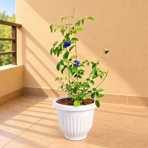 Aparajita / Asian Pigeonwings Blue in 8 Inch White Olive Plastic Pot