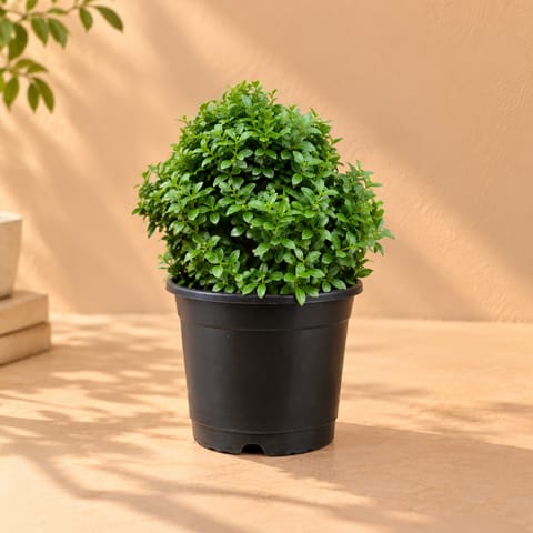 Fragrant Table Kamini Ball in 6 Inch White Nursery Pot