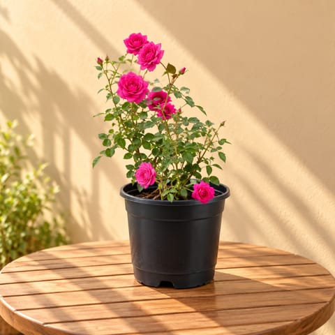 Rose Pink in 8 Inch Nursery Pot