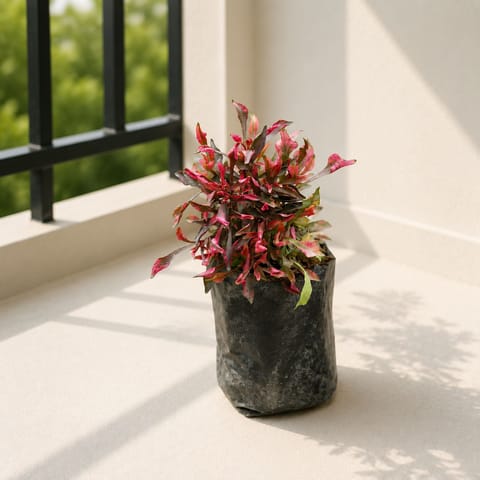 Alternanthera Red in 3 inch Nursery Bag