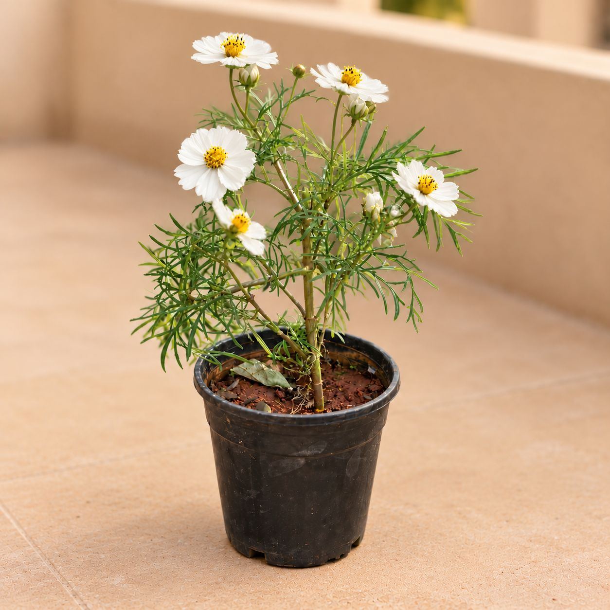 Cosmos White in 6 Inch Nursery Pot