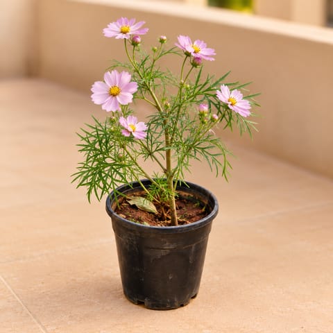 Cosmos Pink in 6 Inch Nursery Pot
