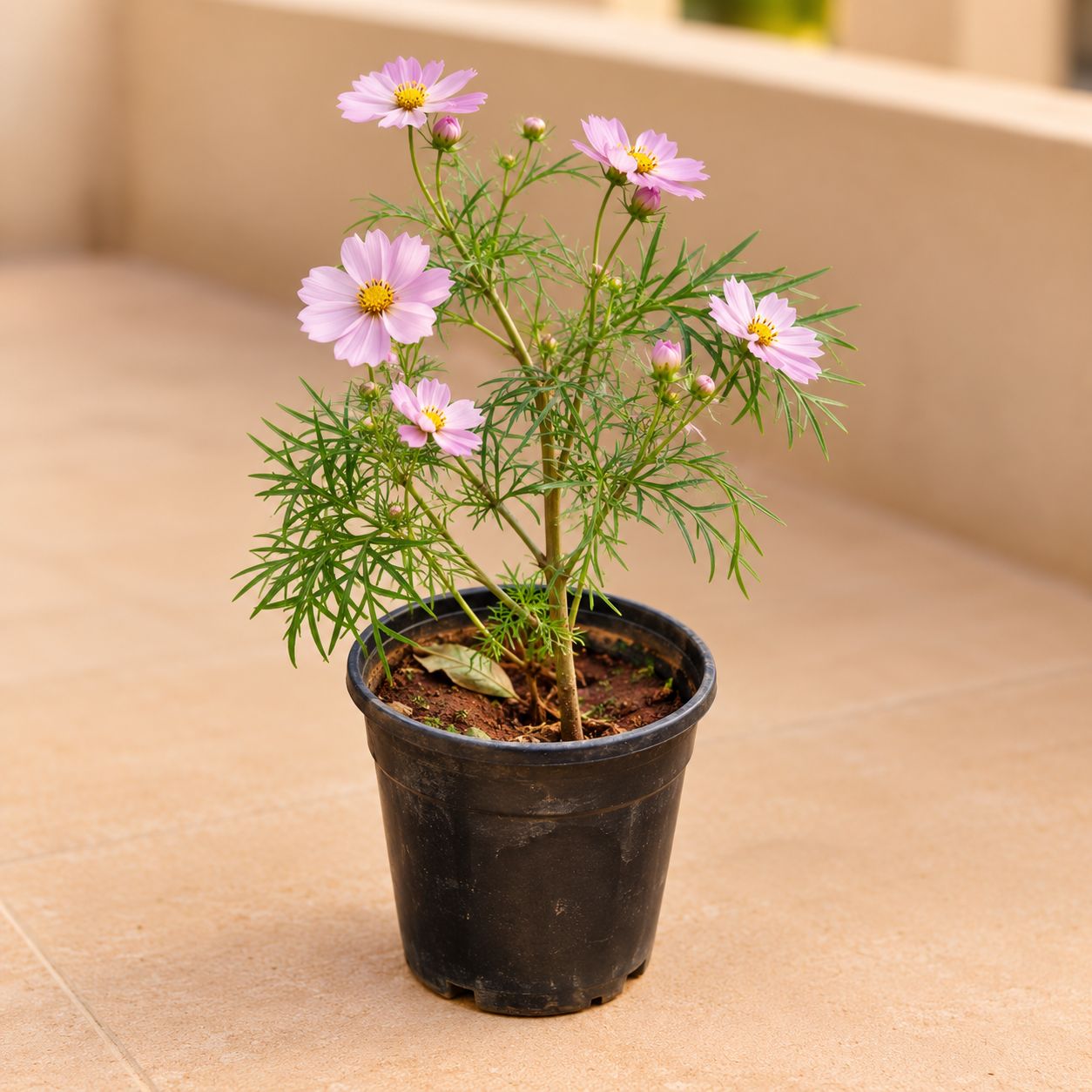 Cosmos Pink in 6 Inch Nursery Pot