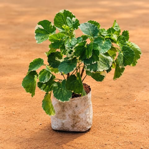 Aralia apple leaf / Dinner Plate in 4 Inch Nursery Bag