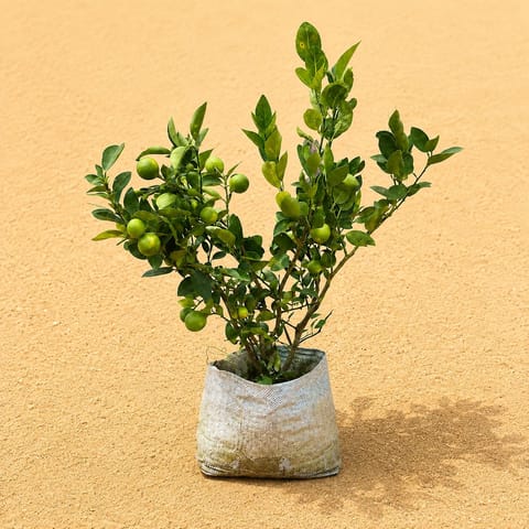 Large Fruiting Plant - Kagzi Lemon / Nimbu (~ 3 years old) (~2 ft) in 8 Inch Nursery Bag