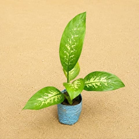 Dieffenbachia Seguine in 4 Inch Nursery Bag | Indoor Foliage