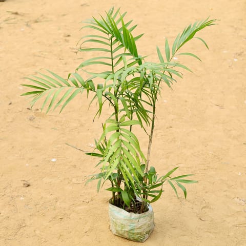 Cane Palm (~2-2.5 Ft) in 6 Inch Nursery Bag