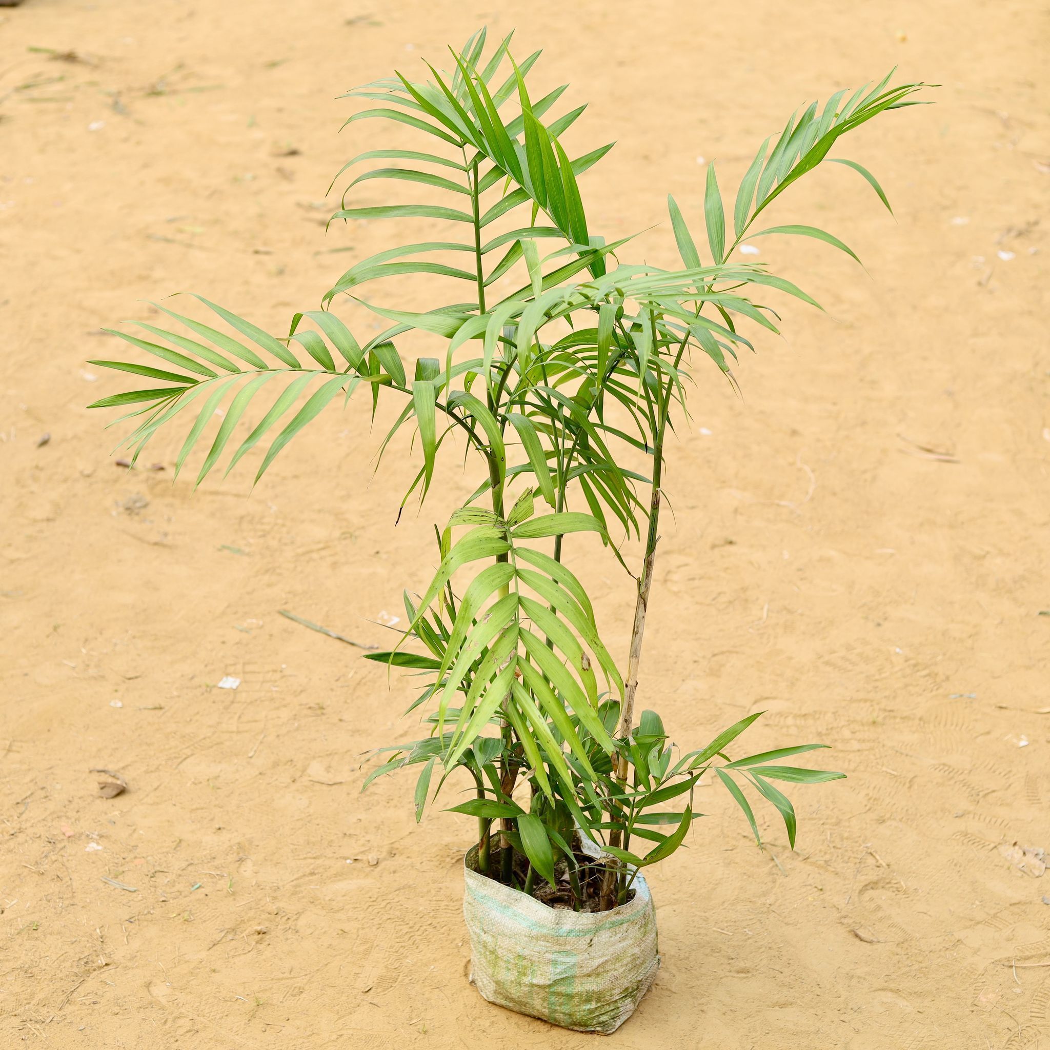 Cane Palm (~2-2.5 Ft) in 6 Inch Nursery Bag