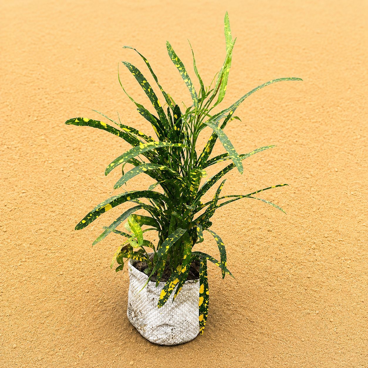 Croton Chironji in 4 Inch Nursery Bag | Easy Care Foliage