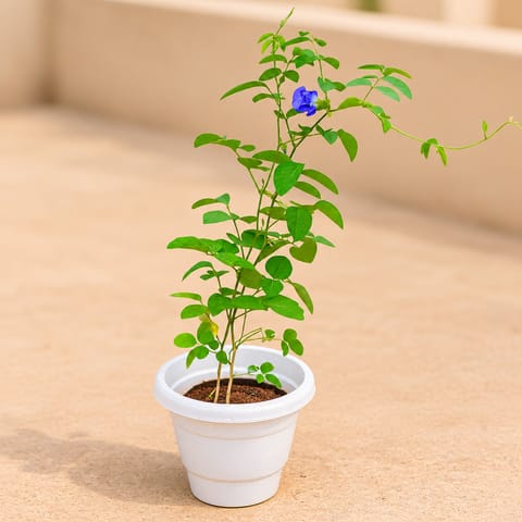 Aparajita / Asian Pigeonwings in 8 Inch White Classy Plastic Pot