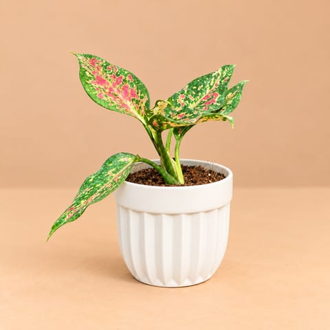 Air Purifying - Aglaonema Pink In 6 Inch White Premium Italica Plastic Planter