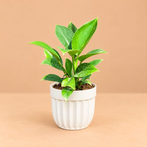 Air Purifying - Philodendron Birkin In 6 Inch White Premium Italica Plastic Planter