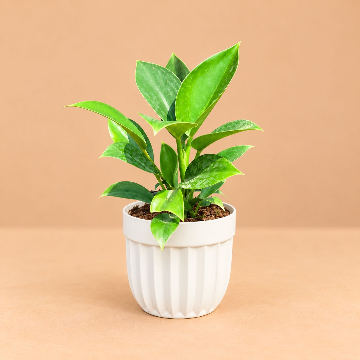 Air Purifying - Philodendron Birkin In 6 Inch White Premium Italica Plastic Planter
