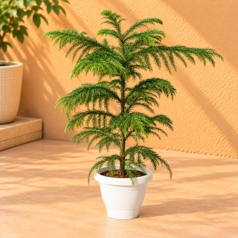 Araucaria / Christmas Tree (~ 1.5 Ft) in 8 Inch Classy White Plastic Pot