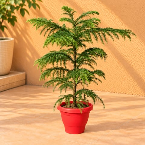 Araucaria / Christmas Tree (~ 1.5 Ft) in 8 Inch Classy Red Plastic Pot