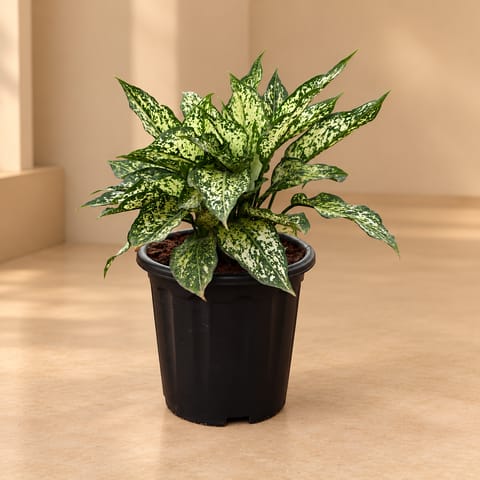 XL Aglaonema Snow White  in 8 Inch Black Super Nursery Pot