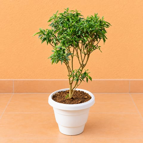 Chandni Dwarf in 8 Inch White Classy Plastic Pot